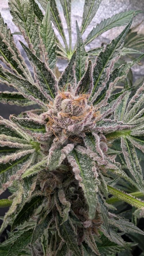 Dutch Passion Tester 26004. Week 14