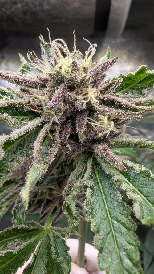 Dutch Passion Tester 26004. Week 14