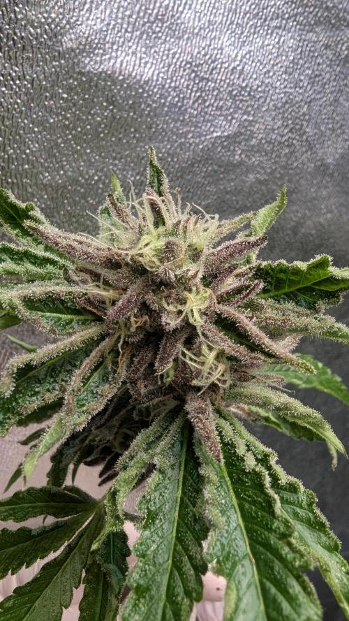 Dutch Passion Tester 26004. Week 14