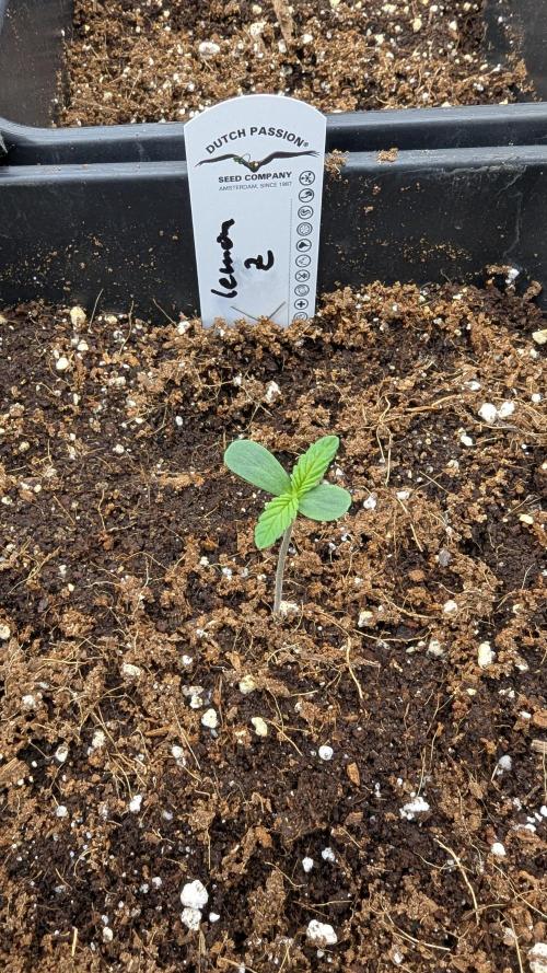 LemonZ. Week 0