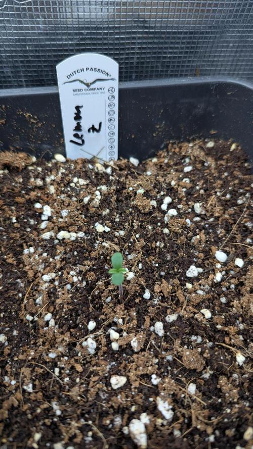 LemonZ. Week 0