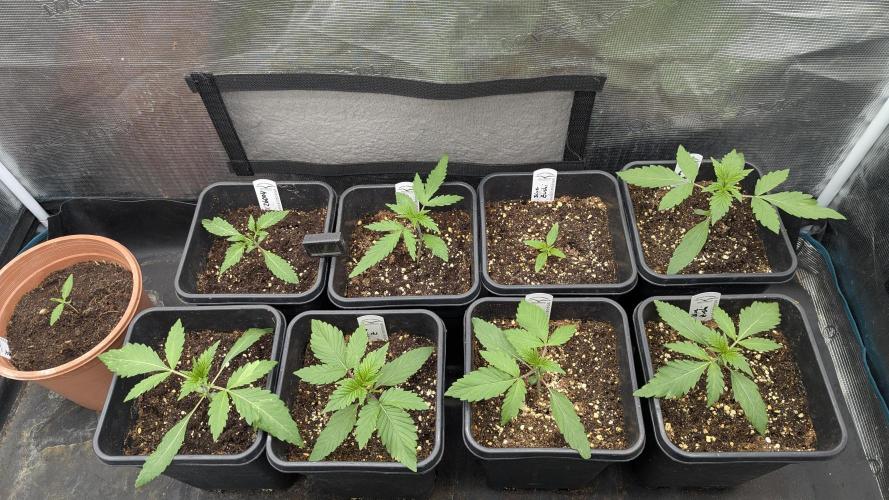 Lemon Z. Week 3