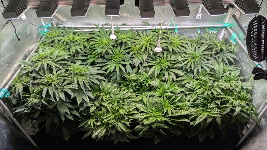 LemonZ. Week 6