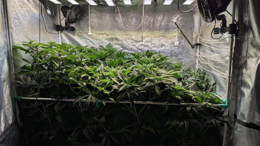 LemonZ. Week 7
