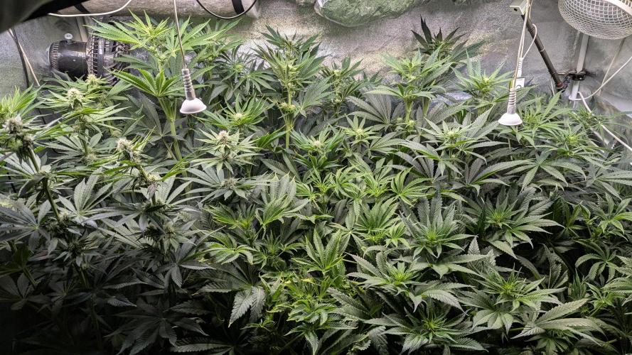 LemonZ. Week 8