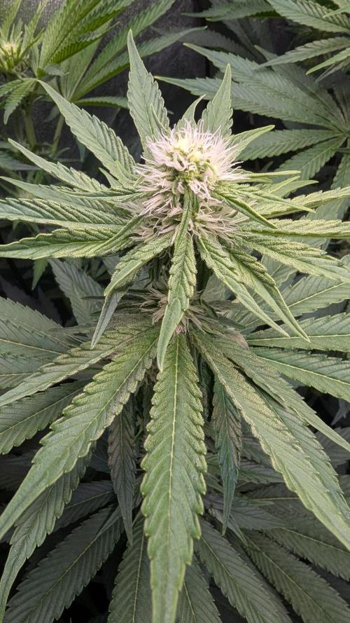LemonZ. Week 8