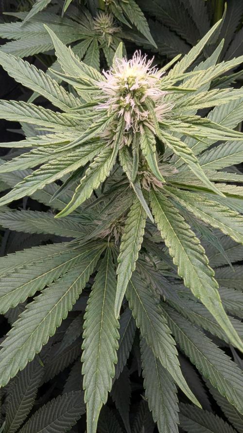 LemonZ. Week 8