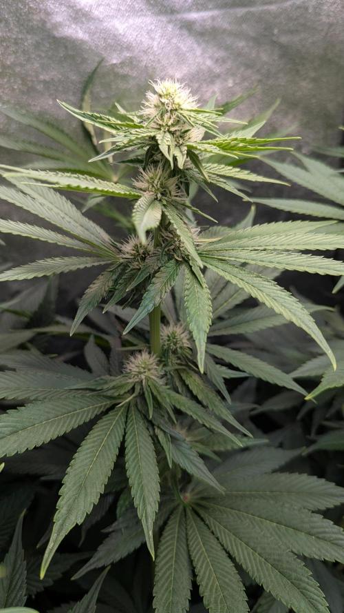 LemonZ. Week 8