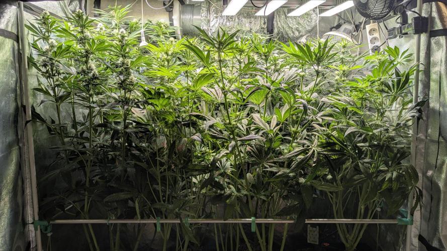LemonZ. Week 9