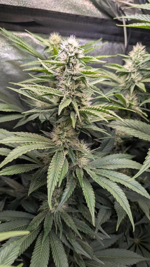 LemonZ. Week 9