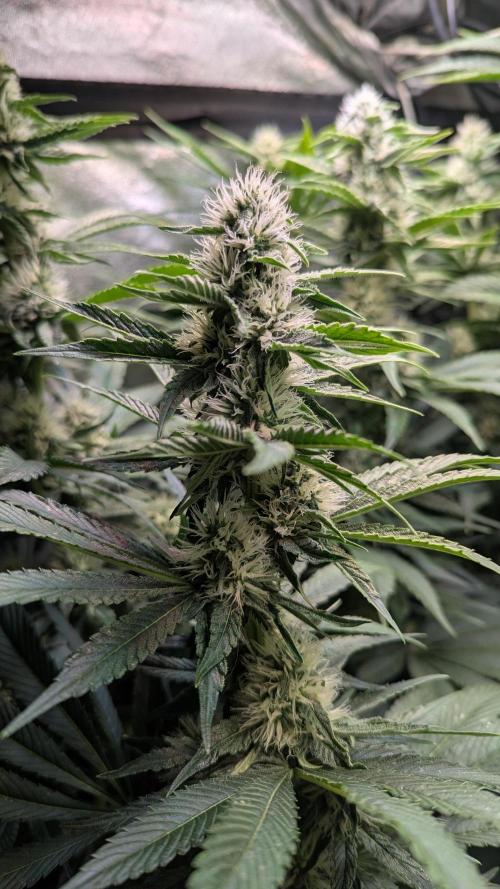 LemonZ. Week 9