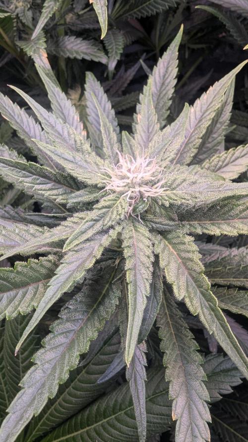 LemonZ. Week 9
