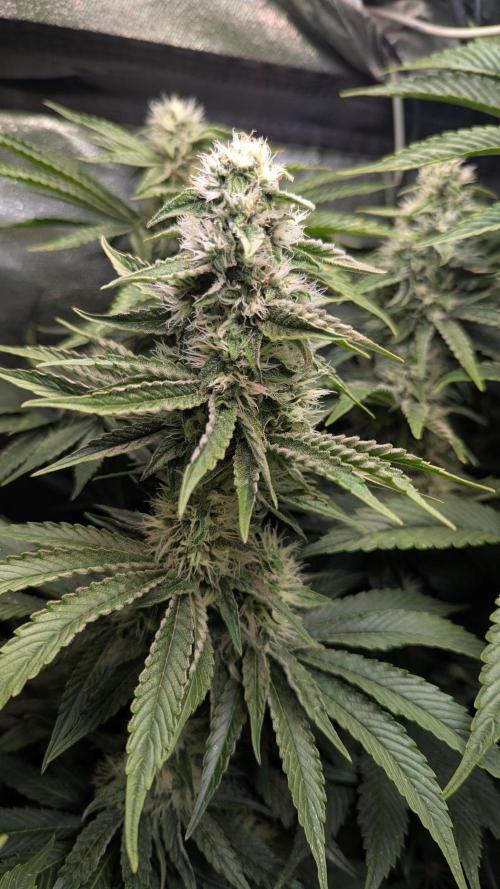 LemonZ. Week 10