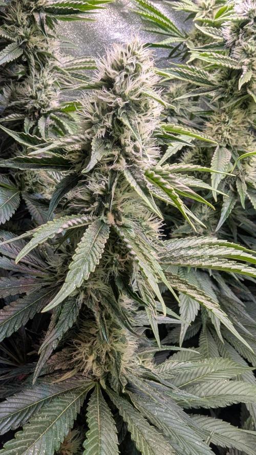 LemonZ. Week 10