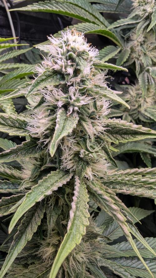 LemonZ. Week 10