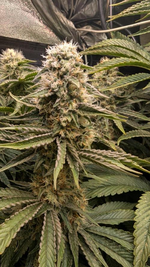 LemonZ. Week 11