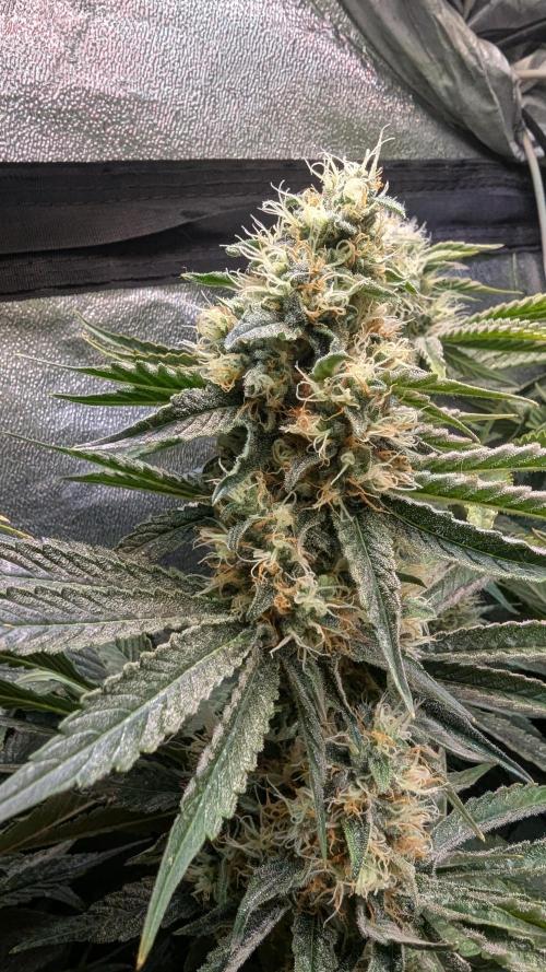 LemonZ. Week 11