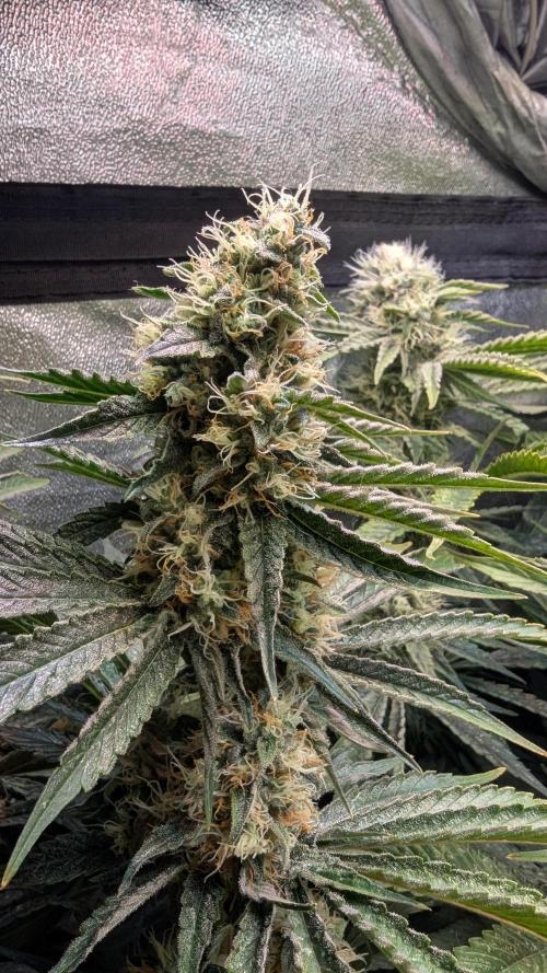 LemonZ. Week 11