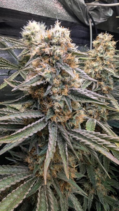LemonZ. Week 12