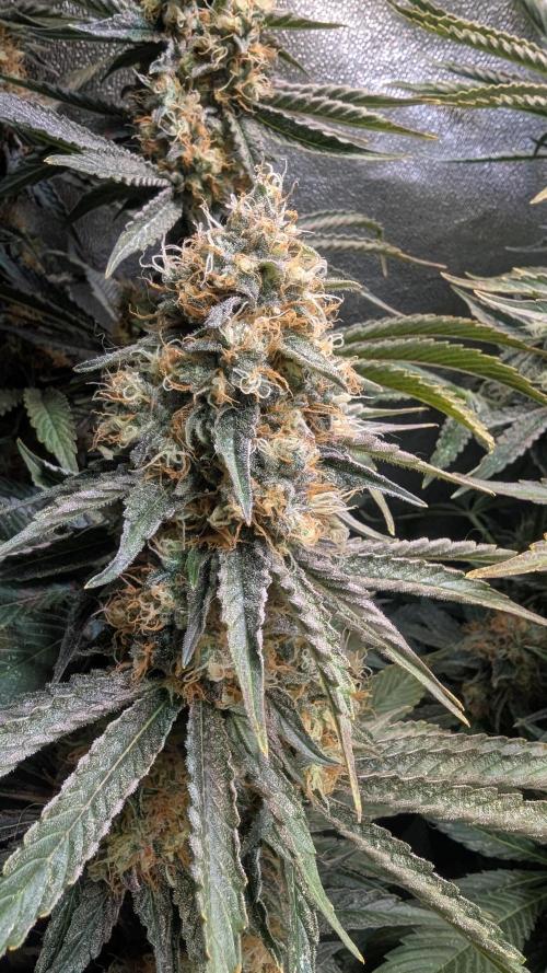 LemonZ. Week 12