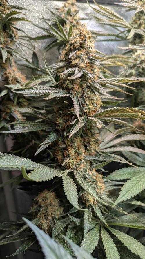 LemonZ. Week 13