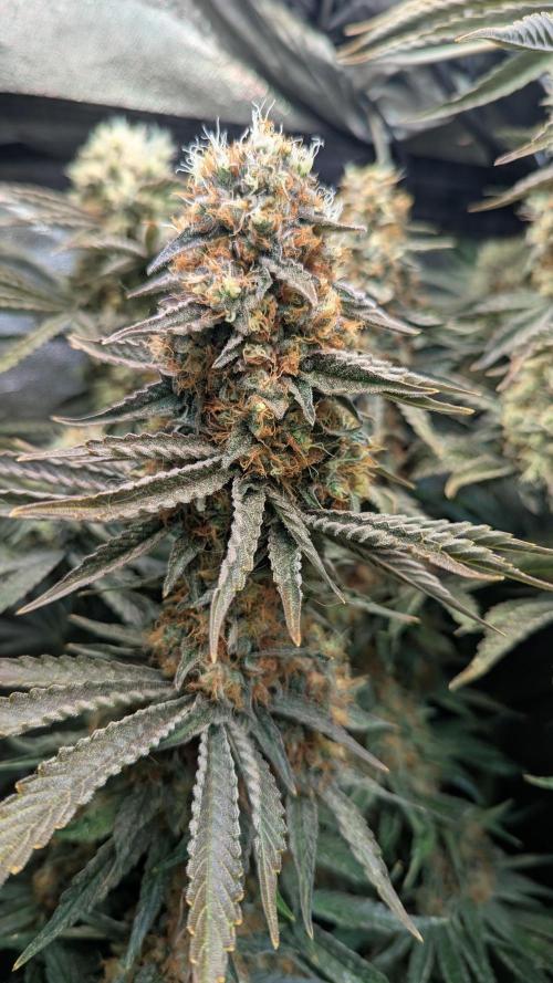 LemonZ. Week 13