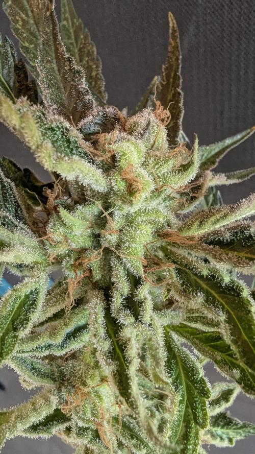 LemonZ. Week 14