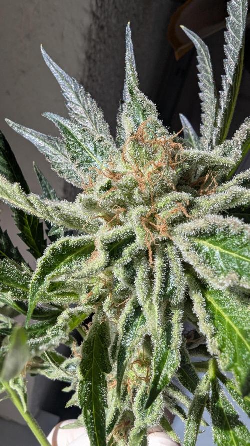 LemonZ. Week 14