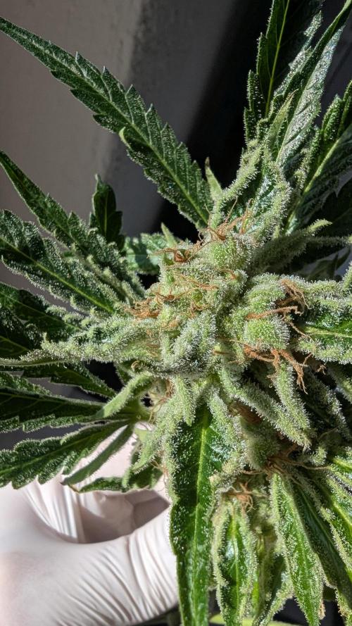 LemonZ. Week 14