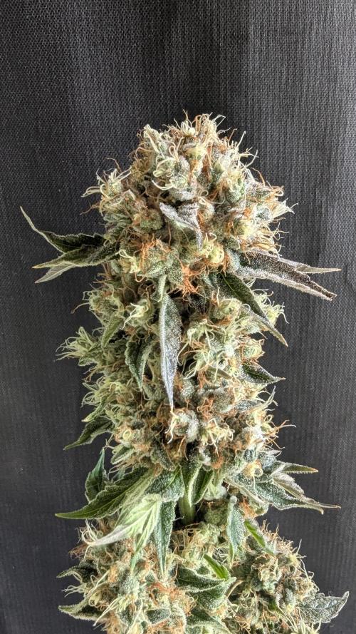 LemonZ. Week 15