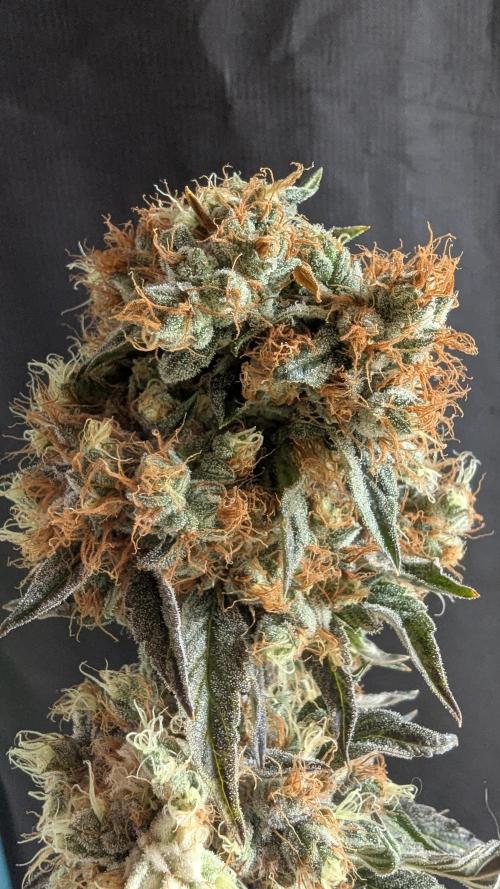 LemonZ. Week 15