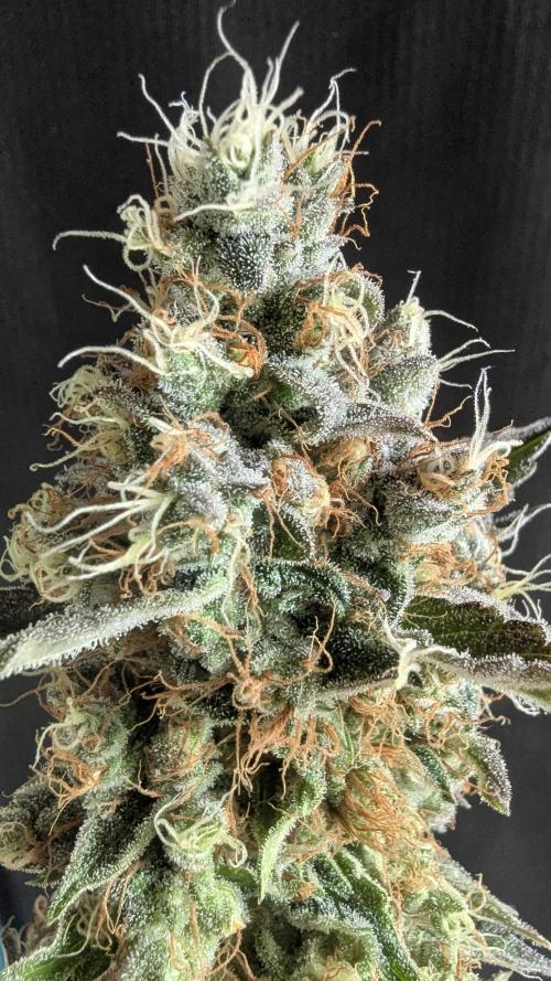 LemonZ. Week 15