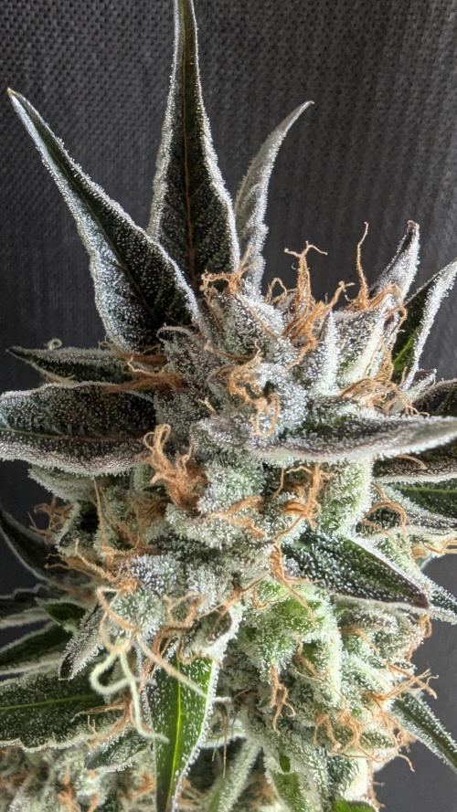 LemonZ. Week 15