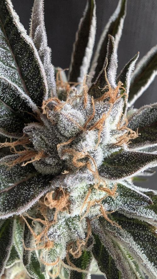 LemonZ. Week 15