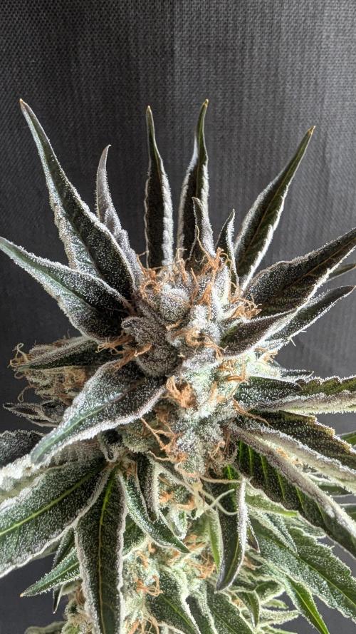 LemonZ. Week 15