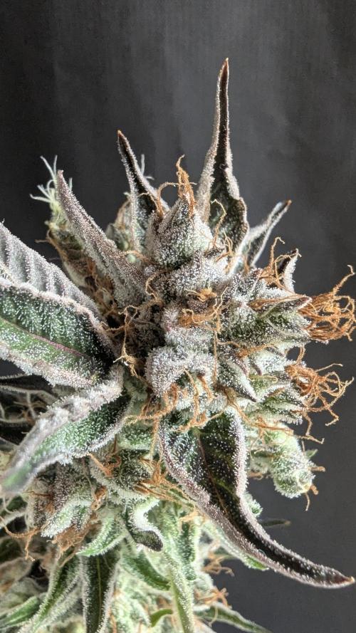 LemonZ. Week 15