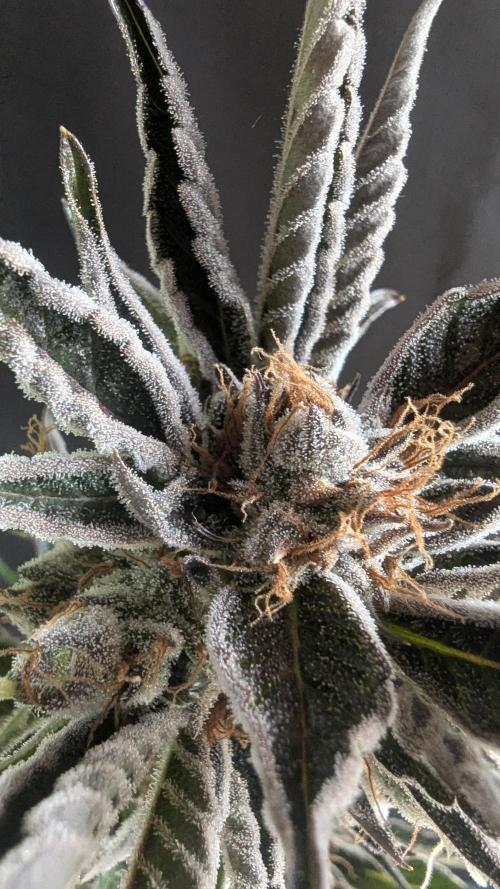 LemonZ. Week 15