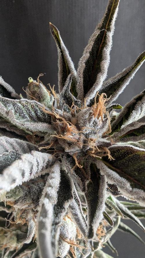 LemonZ. Week 15