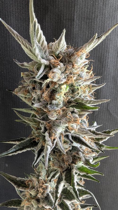 LemonZ. Week 15