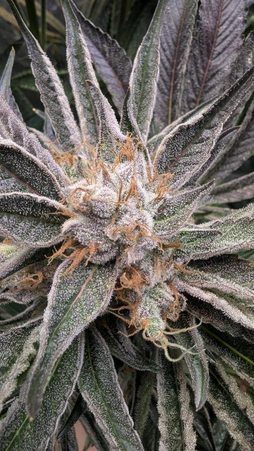 LemonZ. Week 15