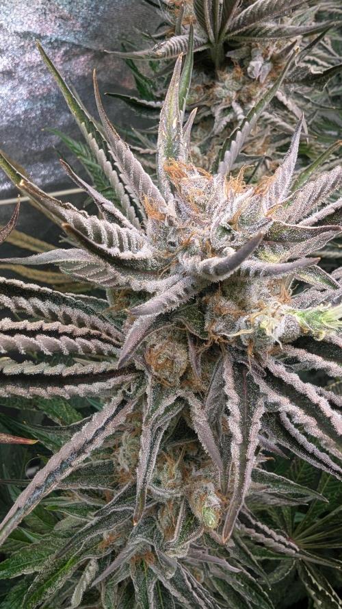 LemonZ. Week 15