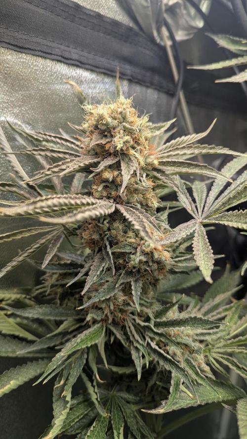 LemonZ. Week 15