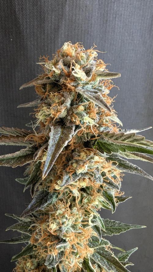 LemonZ. Week 15