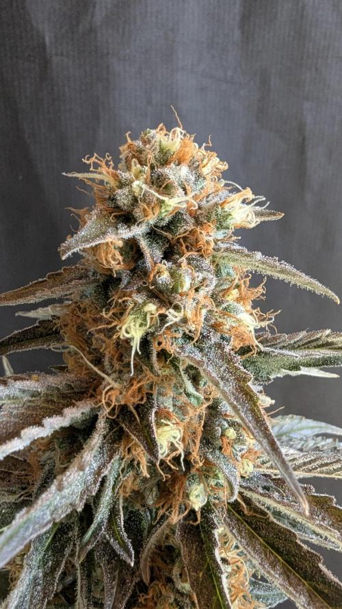 LemonZ. Week 15