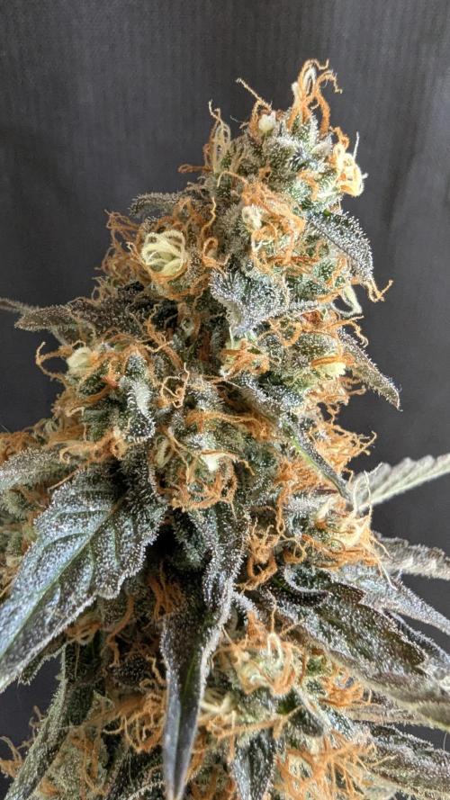 LemonZ. Week 15