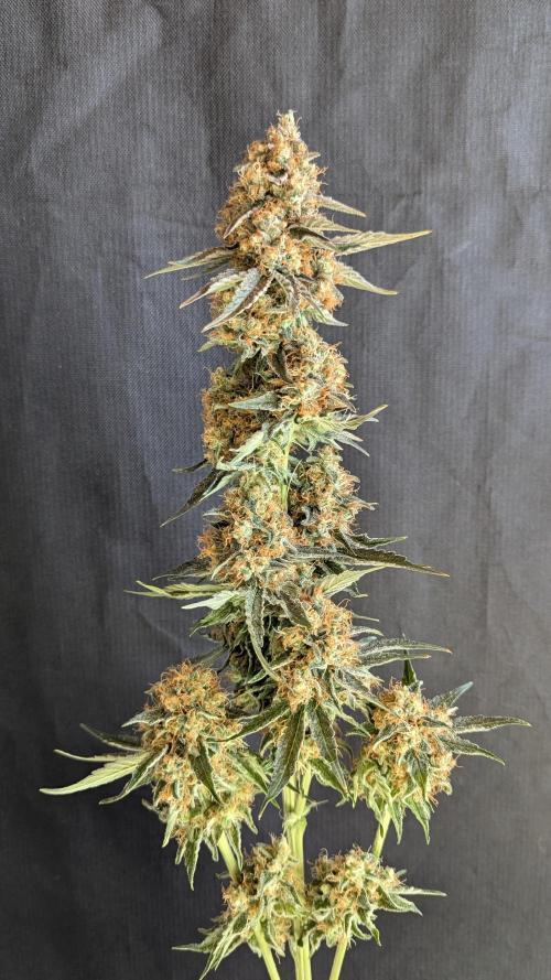 LemonZ. Week 15