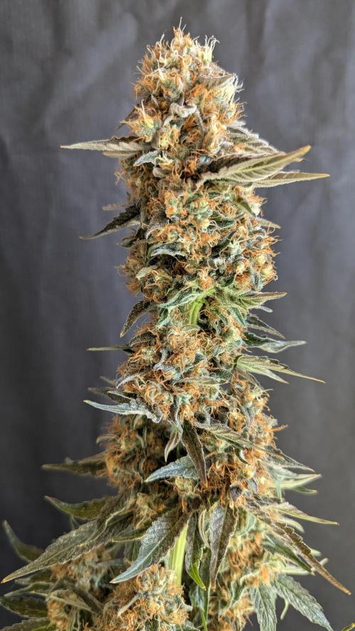 LemonZ. Week 15