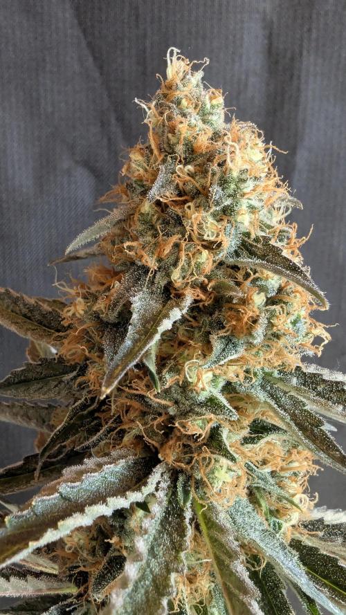 LemonZ. Week 15