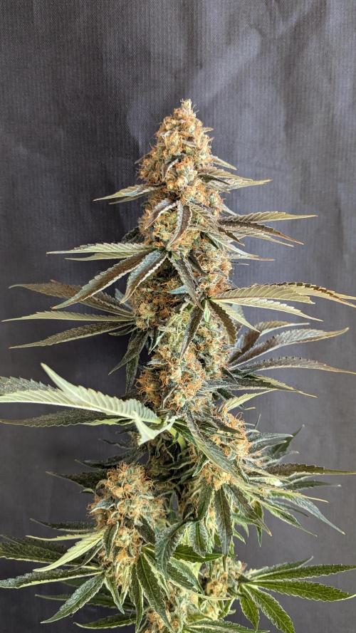 LemonZ. Week 15