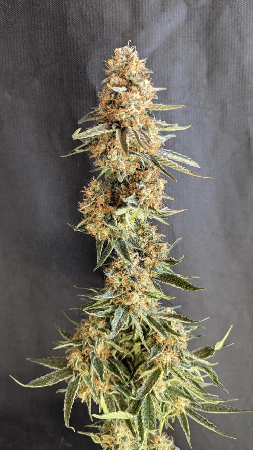 LemonZ. Week 15